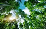 Sunlight filters through a lush bamboo forest, creating a serene and tranquil atmosphere.